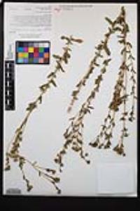 Isocoma menziesii var. vernonioides image