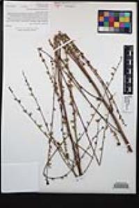 Stephanomeria diegensis image