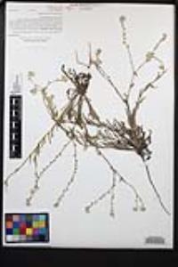 Cryptantha intermedia image