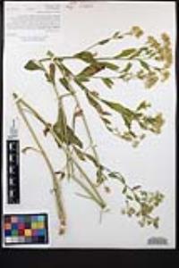 Lepidium latifolium image