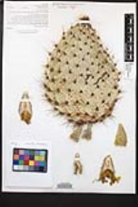 Opuntia oricola image