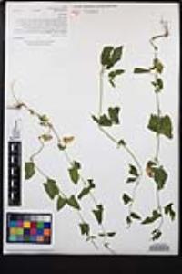 Atriplex prostrata image