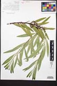 Acacia longifolia image