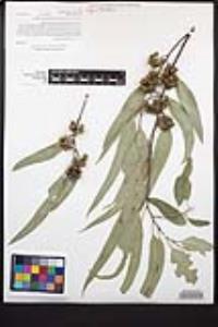 Eucalyptus camaldulensis image