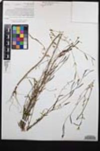 Clarkia epilobioides image