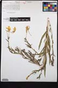 Oenothera elata subsp. hirsutissima image