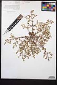 Chorizanthe procumbens image