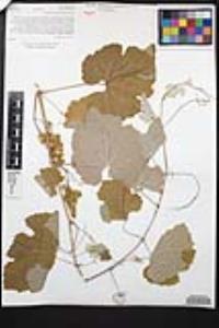 Vitis girdiana image