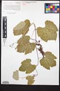 Vitis girdiana image