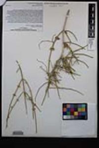 Ephedra aspera image