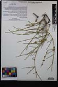 Ephedra aspera image