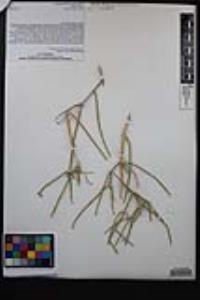 Ephedra funerea image