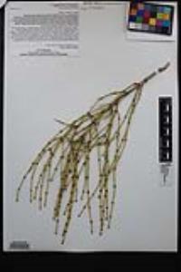 Ephedra viridis image