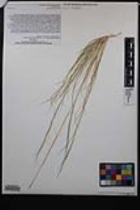 Aristida purpurea var. nealleyi image