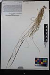 Aristida purpurea var. nealleyi image
