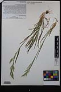 Bromus berteroanus image