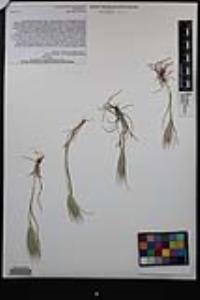 Bromus rubens image