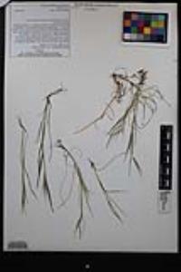 Bromus rubens image