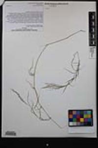 Muhlenbergia porteri image
