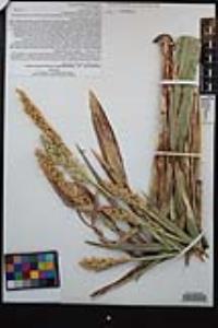 Sorghum bicolor image