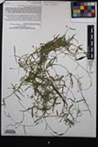 Funastrum heterophyllum image