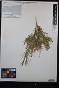 Ambrosia salsola image