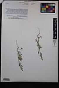Descurainia pinnata subsp. glabra image