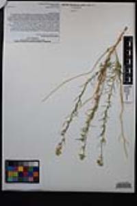 Lepidium fremontii image