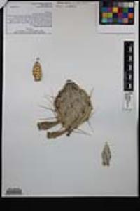 Opuntia phaeacantha image