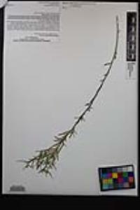 Stillingia linearifolia image