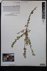 Acacia greggii image