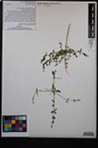 Scutellaria mexicana image