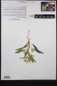 Mentzelia involucrata image