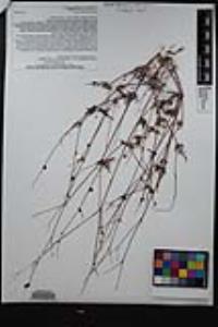 Boerhavia triquetra var. intermedia image