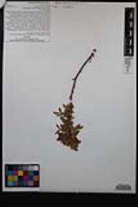 Rosa woodsii subsp. gratissima image