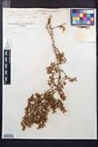 Larrea tridentata image