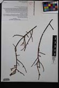 Phoradendron californicum image