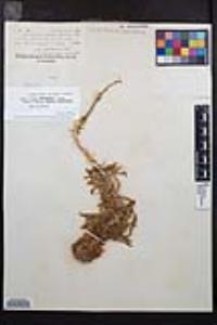 Eremothera boothii var. condensata image