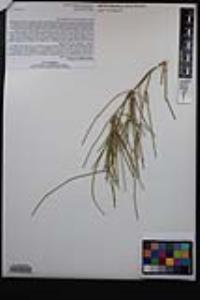 Ephedra aspera image