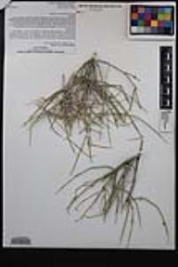 Ephedra funerea image