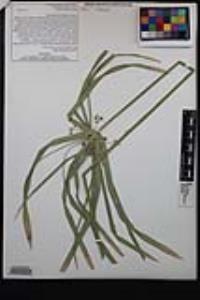 Cyperus involucratus image