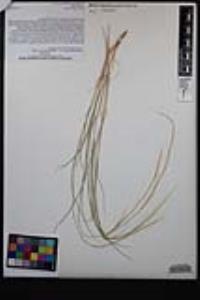 Aristida purpurea var. wrightii image