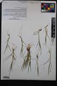 Bromus rubens image