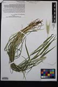 Hordeum murinum image