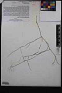 Muhlenbergia porteri image