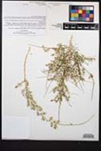 Ambrosia salsola image