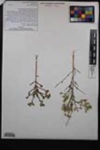 Baccharis brachyphylla image