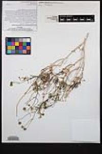 Pleurocoronis pluriseta image