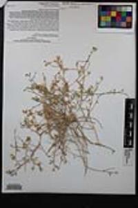 Stephanomeria pauciflora image