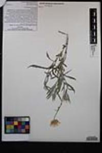 Xylorhiza tortifolia var. tortifolia image